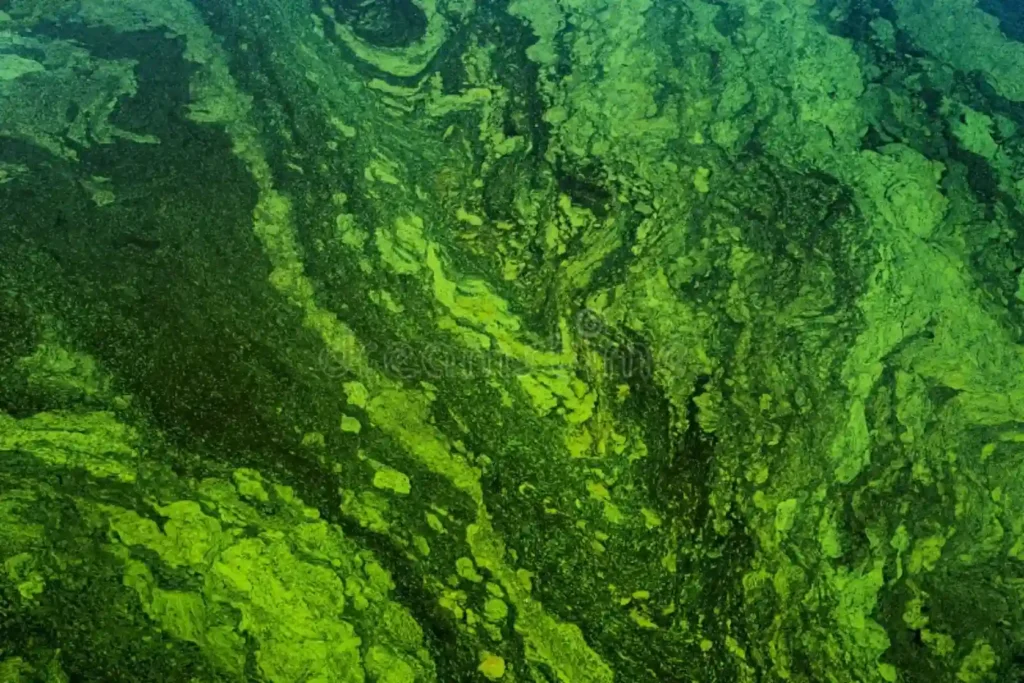 Green Floating Algae in Southern USA